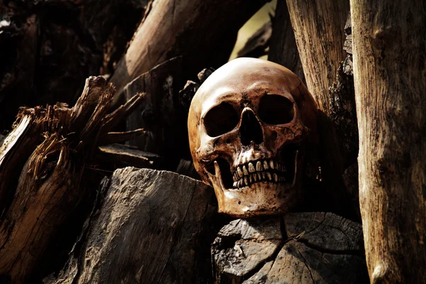 Скелет из мертвого дерева — стоковое фото
