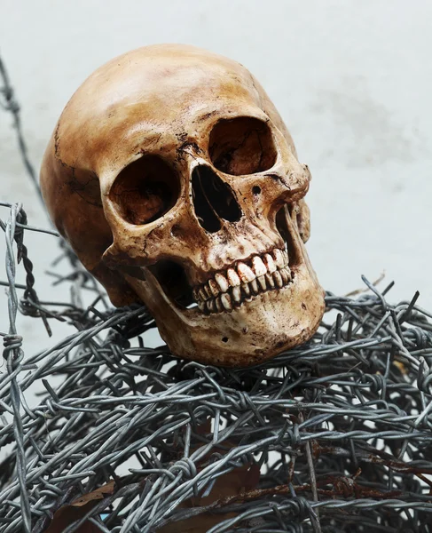 Barbed Wire Skeleton — Stock Photo, Image