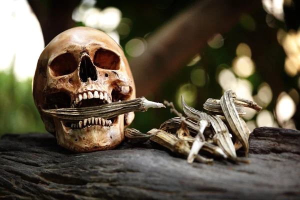 Skeleton with agriculture product — Stock Photo, Image