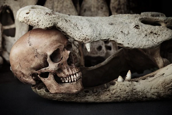 Skeleton with crocodile skulls — Stock Photo, Image