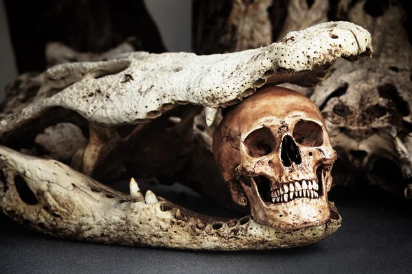 Esqueleto com crânios de crocodilo — Fotografia de Stock
