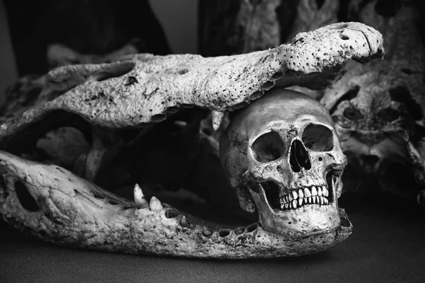 Skelett mit Krokodilschädeln — Stockfoto