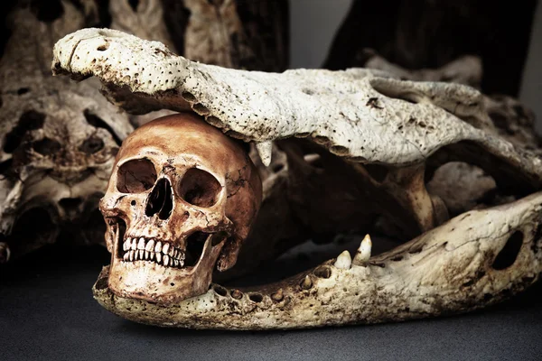 Skeleton with crocodile skulls — Stock Photo, Image