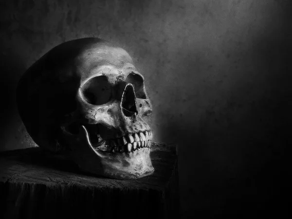 Skull Light Background — Stock Photo, Image