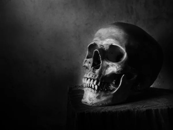 Skull Light Background — Stock Photo, Image