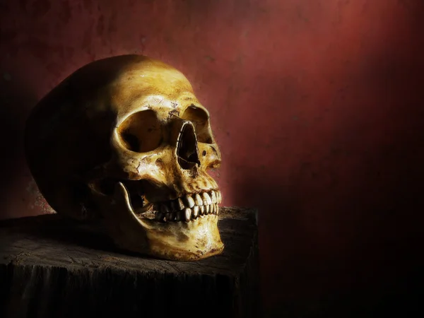 Skull Light Background — Stock Photo, Image