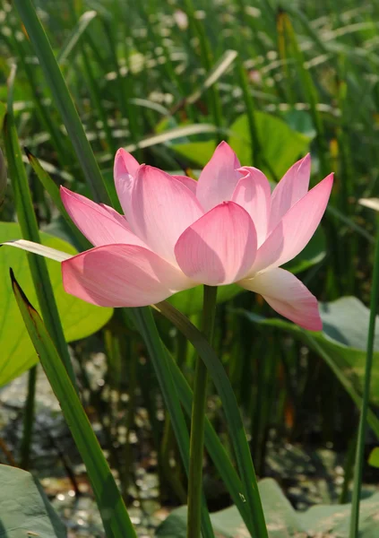 Lotus çiçeği. — Stok fotoğraf