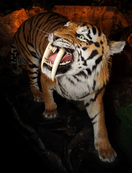 Tigre dientes de sable — Foto de Stock