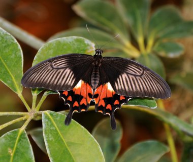 Scarlet Mormon