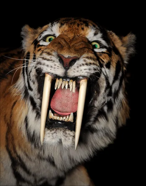 Tygrysem szablozębnym twarz — Zdjęcie stockowe