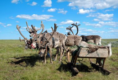 reindeers bandı içinde