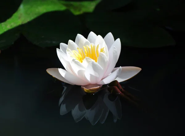 Nymphaea (water lily) — Stock Photo, Image