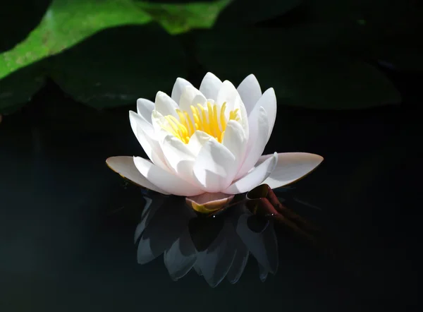 Nymphaea (nilüfer)