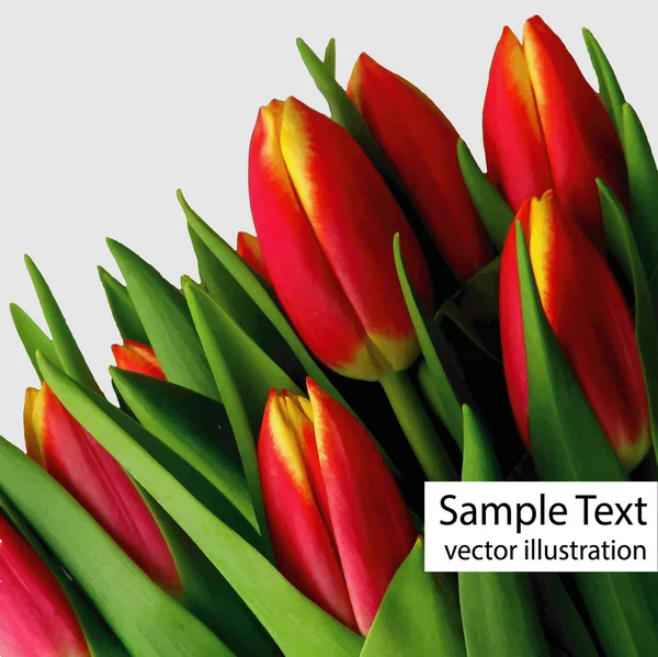 Tulipanes rojos vector — Vector de stock