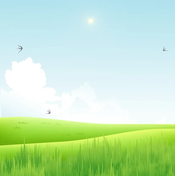 yeşil tarla ve mavi gökyüzü