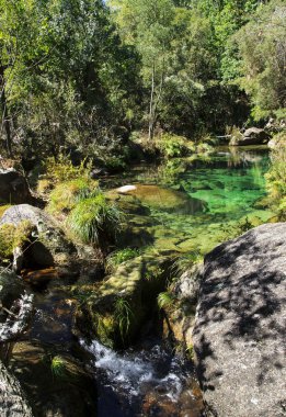 Yeşil florest nehire temizleyin