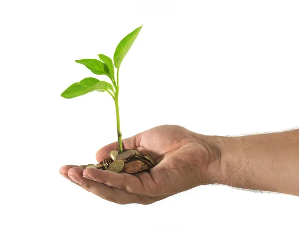 el sikke ve yeşil bitki yetiştirme