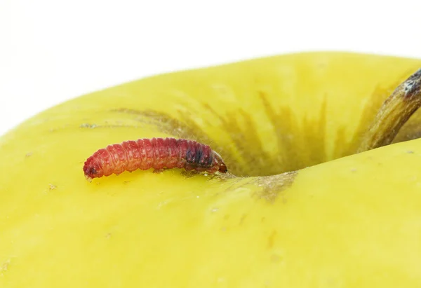 Красная гусеница в желтом яблоке — стоковое фото