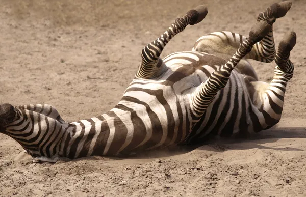 Zebra rolling — Stock Photo, Image