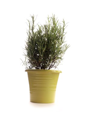 Beyaz üzerine taze biberiye.