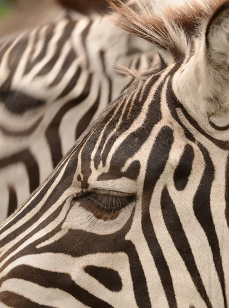 Zebragesicht — Stockfoto