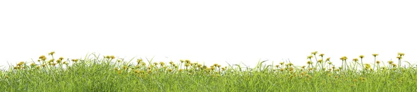 Φωτορεαλιστικό Πανόραμα Γρασίδι Όμορφα Λουλούδια Πικραλίδα Λευκό Φόντο Απόδοση — Φωτογραφία Αρχείου