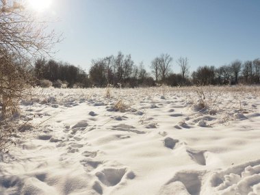 Derin karda hayvan izleri, kışın güzelliği.