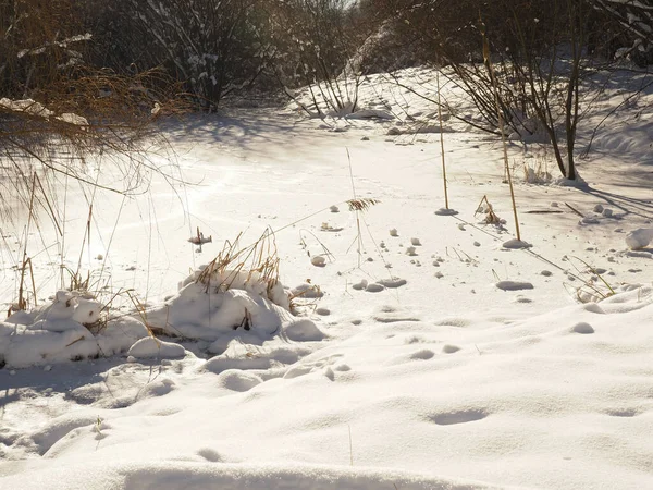 Pequeño Estanque Congelado Bosque Fotografiado Contra Luz — Foto de Stock