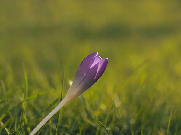 Весной Крокус Крупный План Подсветкой Концепция Весна — стоковое фото