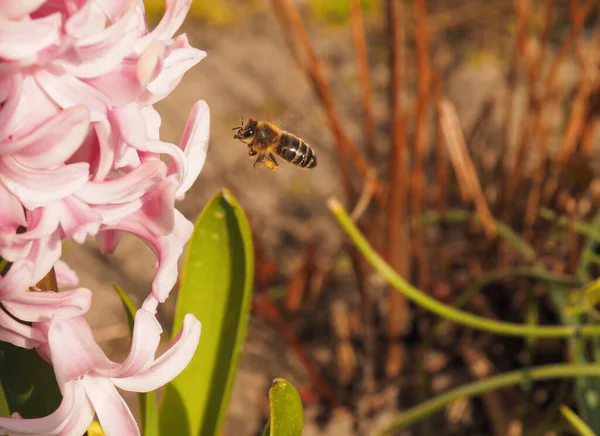 A bee collects pollen in a hyacinth flower, spring time,  usefuls insects