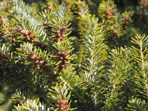 Fioritura Abete Rosso Picea Ravvicinato Primavera — Foto Stock