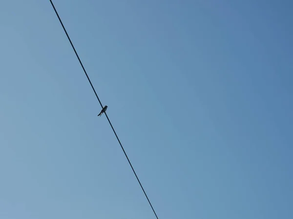 Une Seule Hirondelle Rustique Hirundo Rustica Sur Une Ligne Électrique — Photo