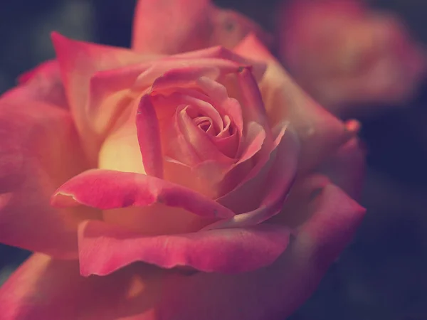 Close Beautiful Rose Garden — Stock Photo, Image