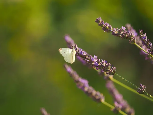 Papillon Blanc Chou Butinant Sur Une Fleur Lavande — Photo