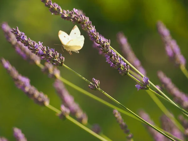 Капуста Белая Бабочка Кормление Лавандовый Цветок Концепция Природы — стоковое фото
