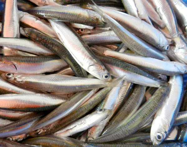 Anchoa fresca — Foto de Stock