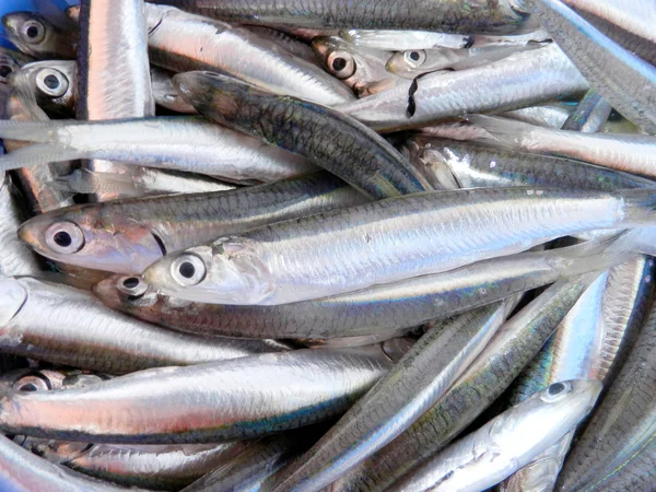 Fresh anchovy — Stock Photo, Image