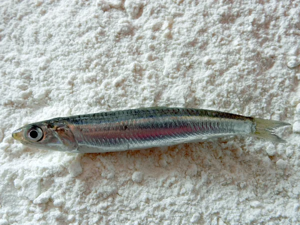 Anchoa fresca — Foto de Stock