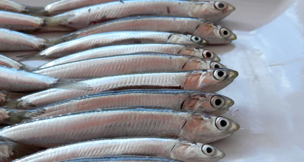 Anchovy — Stock Photo, Image
