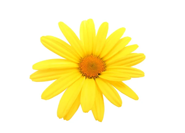 Fiore margherita giallo — Foto Stock