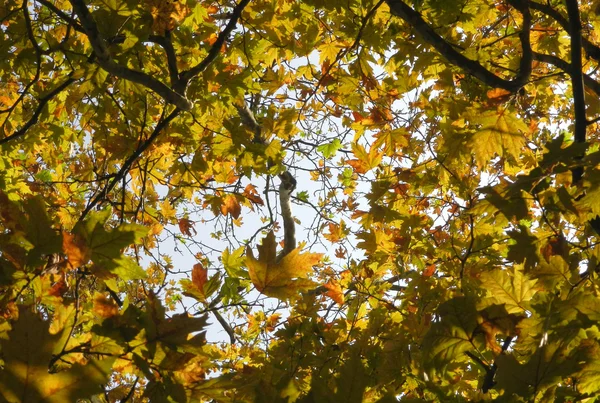 Φθινόπωρο δέντρα — Φωτογραφία Αρχείου
