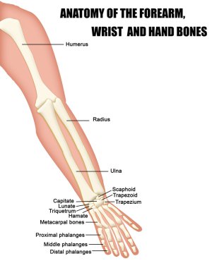 ön kol, bilek ve el kemikleri anatomisi