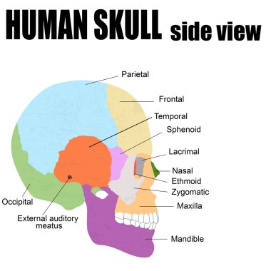 Side view of Human Skull clipart