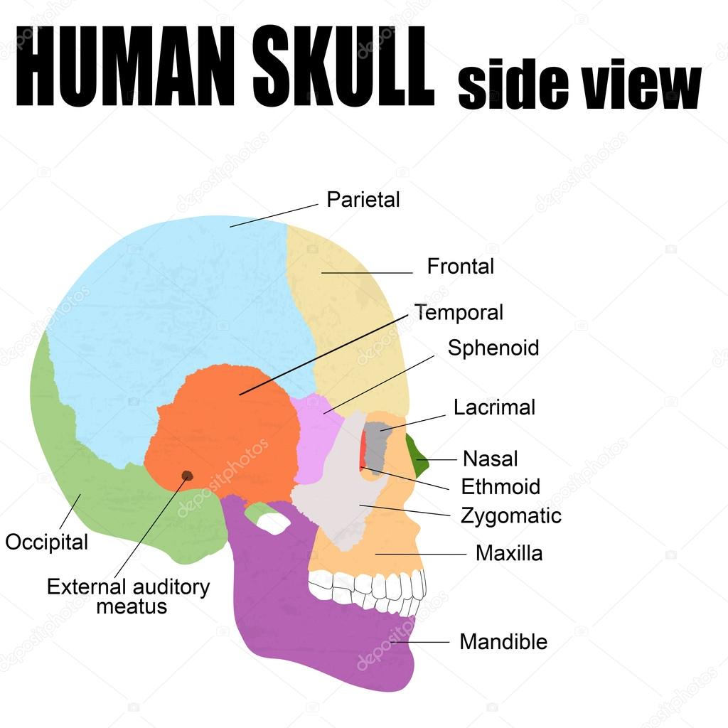 Skull Diagram Side View
