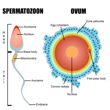 Structure of human gametes : egg and sperm clipart
