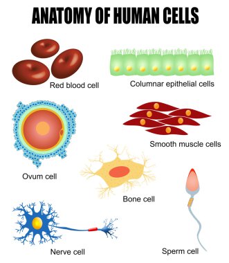 Anatomy of human cells clipart