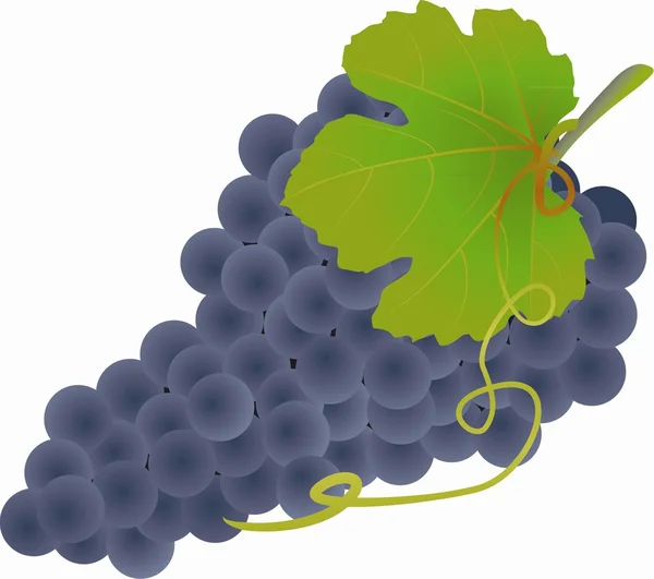 Uvas negras — Vector de stock