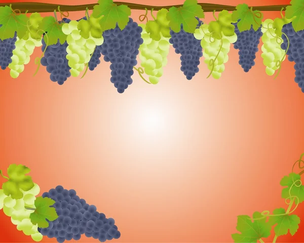 Fondo de uvas blancas y negras — Vector de stock
