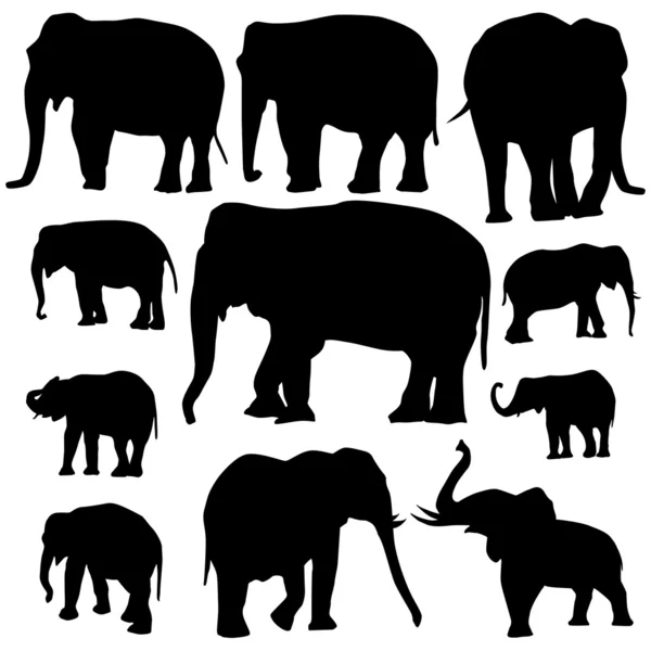 Silhouettes d'éléphants sur fond blanc — Image vectorielle