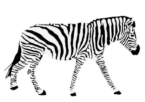 Zebra silhuett — Stock vektor